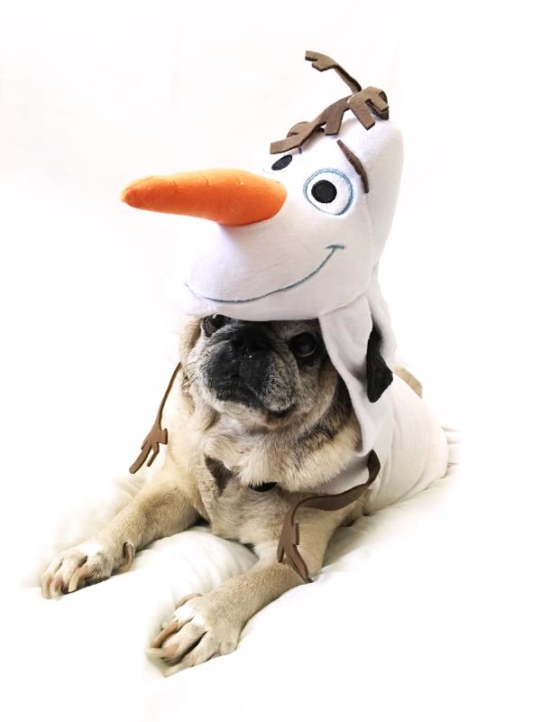 /images/uploads/pug nation rescue of los angeles/2018pugnation/entries/6259thumb.jpg